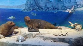 Fotoreportaj Magia Muzeului „Grigore Antipa”, ilustrată prin imagini