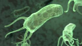 Voceaconstantei.ro Infecţia cu Helicobacter pylori