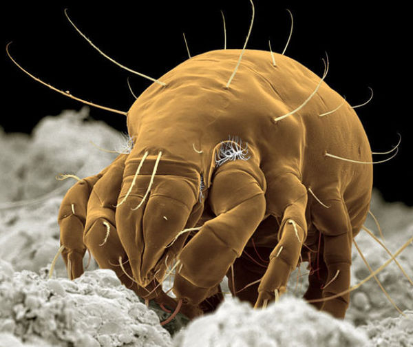 insectele vazute la microscop sunt uluitoare galerie foto 577807