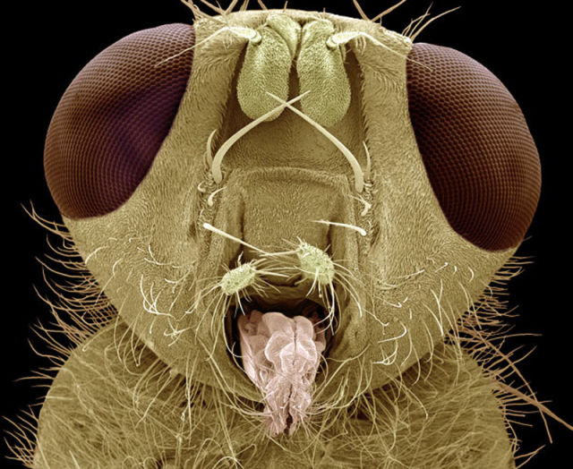 insectele vazute la microscop sunt uluitoare galerie foto 577807