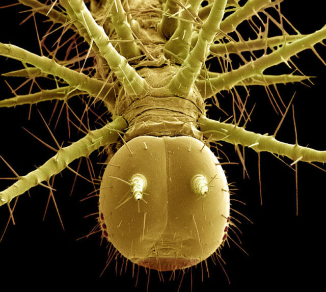 insectele vazute la microscop sunt uluitoare galerie foto 577807