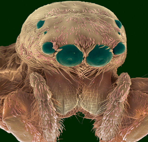insectele vazute la microscop sunt uluitoare galerie foto 577807
