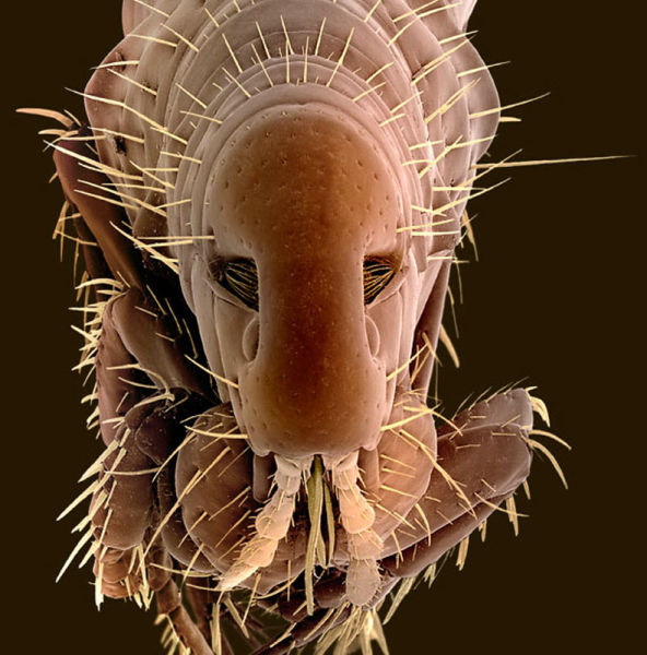 insectele vazute la microscop sunt uluitoare galerie foto 577807