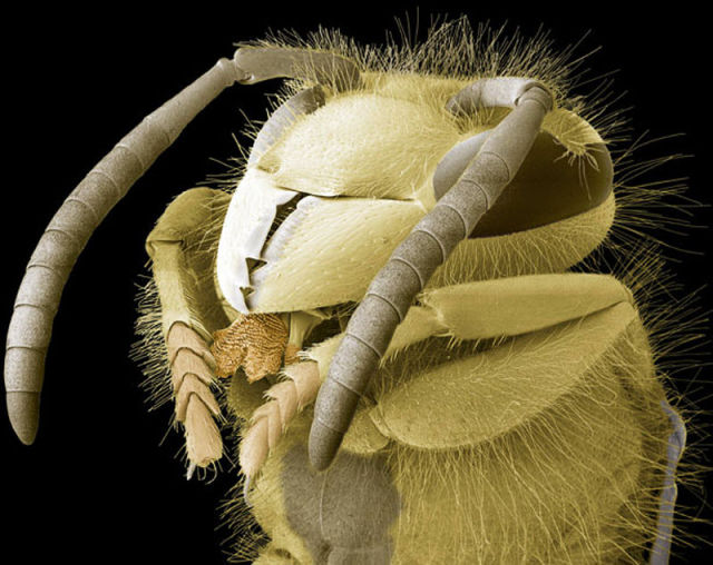 insectele vazute la microscop sunt uluitoare galerie foto 577807