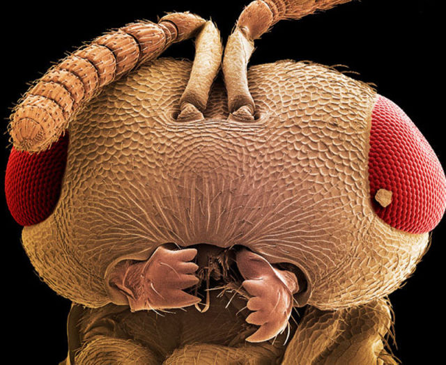 insectele vazute la microscop sunt uluitoare galerie foto 577807