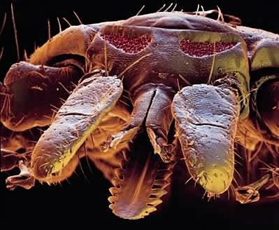 insectele vazute la microscop sunt uluitoare galerie foto 577807