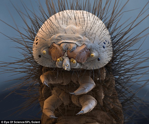 insectele vazute la microscop sunt uluitoare galerie foto 577807