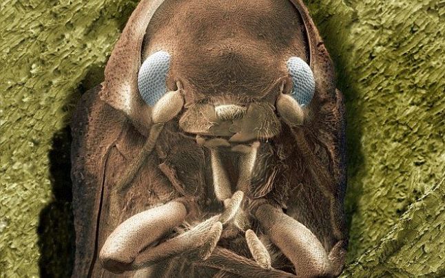 insectele vazute la microscop sunt uluitoare galerie foto 577807