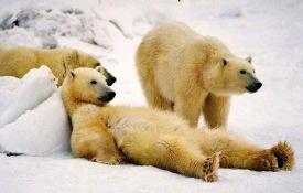 Fenomen rar La Polul Nord, mai cald decât la Constanța