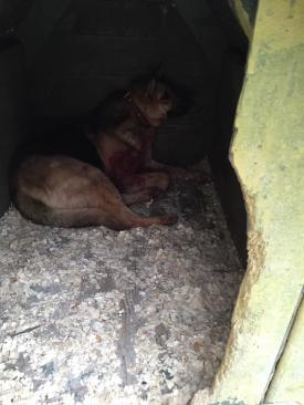 Ce spun polițiștii despre câinele sfâșiat de alte două patrupede de luptă, în Mangalia   