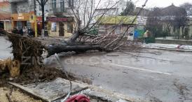 UPDATE Atenție șoferi! Pe bulevardul Tomis un copac a căzut pe șosea. Traficul este deviat (video+galerie foto)  