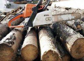 Sunt acuzaţi că au tăiat pădurile şi au ajuns după gratii