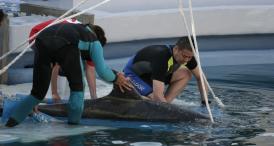 Negocieri eşuate Acvariul din Beijing nu a lăsat deloc din preţul cerut pentru delfinii din Constanţa (documente)  