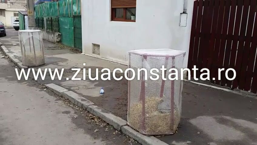 metoda inedita de a proteja copaceii de frigul iernii la constanta galerie foto 580610 metoda inedita de a proteja copaceii de frigul iernii la constanta galerie foto 580610