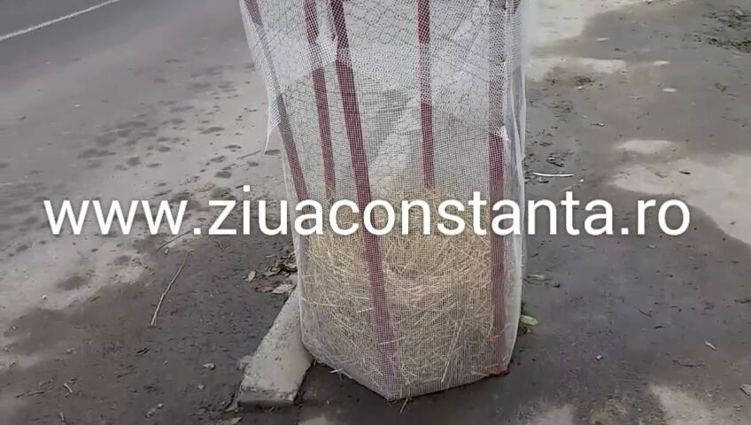 metoda inedita de a proteja copaceii de frigul iernii la constanta galerie foto 580610 metoda inedita de a proteja copaceii de frigul iernii la constanta galerie foto 580610