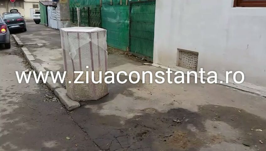 metoda inedita de a proteja copaceii de frigul iernii la constanta galerie foto 580610 metoda inedita de a proteja copaceii de frigul iernii la constanta galerie foto 580610