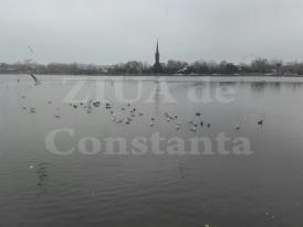 Lacul Tăbăcărie, îngheţat doar pe jumătate (galerie foto+video)