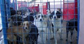 Primăria Constanta apelează la voluntari pentru câinii fără stăpân