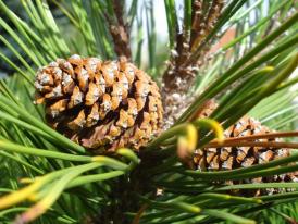Centrul natura Săptămâna ”Coniferelor”