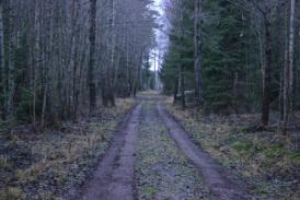 S-a dus să caute ghiocei şi s-a rătăcit prin pădure!