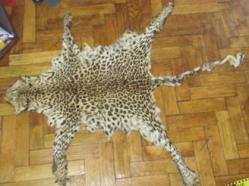 Percheziţii în Constanţa Fildeş şi blănuri de animale exotice, ridicate de poliţişti	