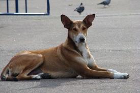 Câinii din Mediaș vor putea lătra în voie