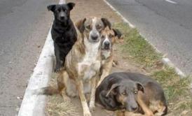 Soarta cânilor fără stăpân subiect de dezbatere publică
