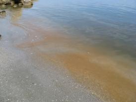 Fenomen spectaculos pe plajele din Constanţa Cum şi când este Marea Neagră fosforescentă (galerie foto + video) 