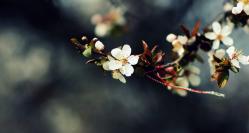 Cele mai tari petreceri dedicate doamnelor şi domnişoarelor, de Ziua Femeii, în Constanţa (galerie foto)