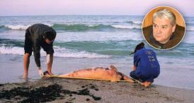 Interesat de soarta delfinilor Senatorul Moga vrea măsuri de protecţie a Mării Negre