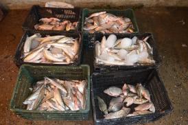 Braconaj comis de oamenii Corpului de Control ARBDD