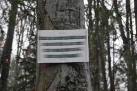 Imaginea zilei Te „ceartă” un copac! 