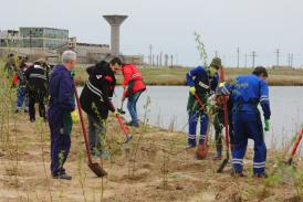 KMG International dă viaţă naturii la Corbu 2.200 de copaci plantaţi în judeţul Constanţa de angajaţii voluntari (galerie foto)