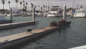 Funny video Animale simpatice   