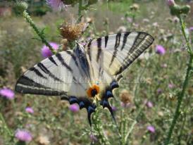 Centrul natura SAPTAMANA FLUTURILOR