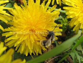 Centrul natura Săptămâna colaborării