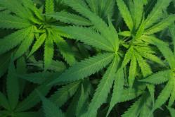 Polițiștii au reținut o grupare de traficanți de cannabis