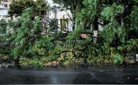 Inundaţii în capitală. Un copac s-a prăbușit și unele imobile au fost inunate, în urma ploii