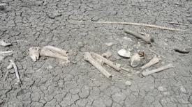 Oseminte, descoperite la Plopeni, în judeţul Constanţa