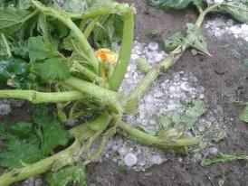 La Negru Vodă, grindina a făcut ravagii!  