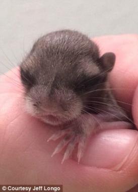 Când a găsit-o pe micuța ”Biscuite” nu a crezut ca va reuși să o salveze. Și totuși...(galerie foto)