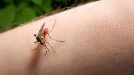 Voceaconstantei.ro Substanțe și uleiuri esențiale ce ne ține departe de insecte pe timpul verii 