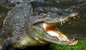 Copilul tras de un aligator, într-o stațiune din Florida, a fost declarat mort