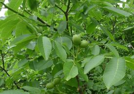 Rusaliile. ÎPS Teodosie va sfinți frunzele de nuc. Ce reprezintă limbile de foc