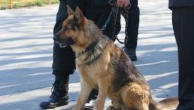 Câine polițist, scos la licitație