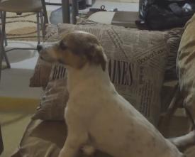 Cățeii și filmele horror (video)