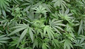 Culturi de canabis descoperite în locuinţa unui bărbat