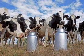 Alertă Crescătorii români sunt rugați să nu cumpere bovine din Bulgaria