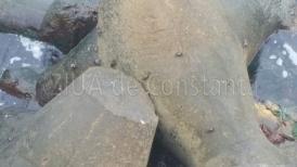 Invazie de crabi pe stabilopozii de la faleza Cazinoului (galerie foto+video)