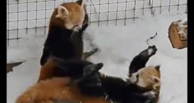 Funny video Când animalele doresc să se joace o fac cu totul la un alt nivel...